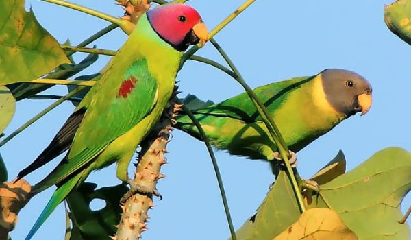 wpt_Plum-headed-Parakeet_1105-20